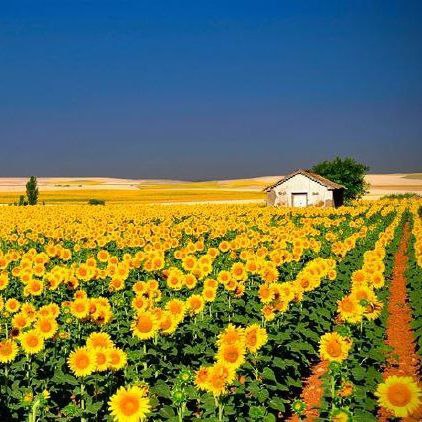آهنگ جدید  دت لکستانی داخت گرانه دوما تو دنیا